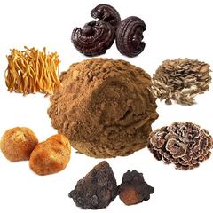 Factory and facilities of Fujian Herbal Treasure Bioengineering Co., Ltd.