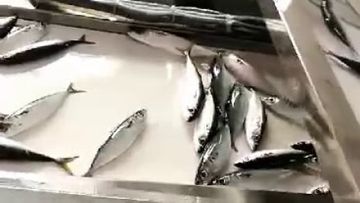 Factory and facilities of Shishi He Deming Seafood Co., Ltd.