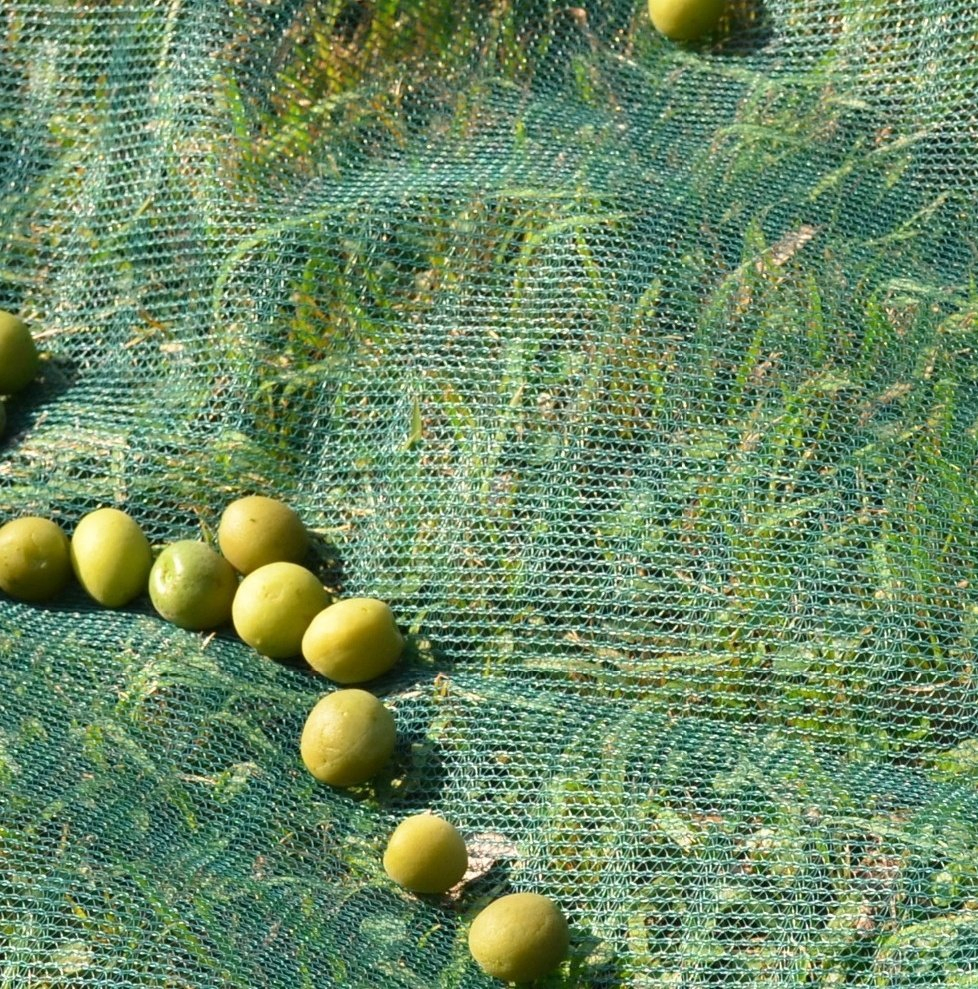Plastic Collecting Harvest Netting 60g 70g 80g 90g for Fruit Net Harvest Olive Picking Net for Agriculture