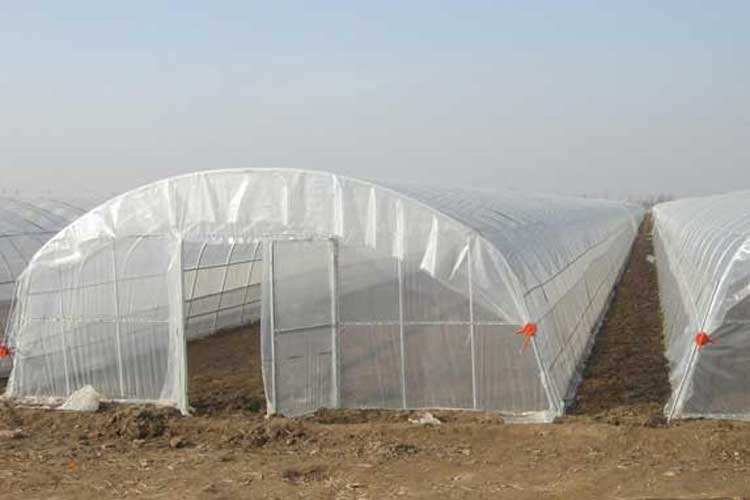 Single Layer 200 Microns PO Film Greenhouse for Commercial Project