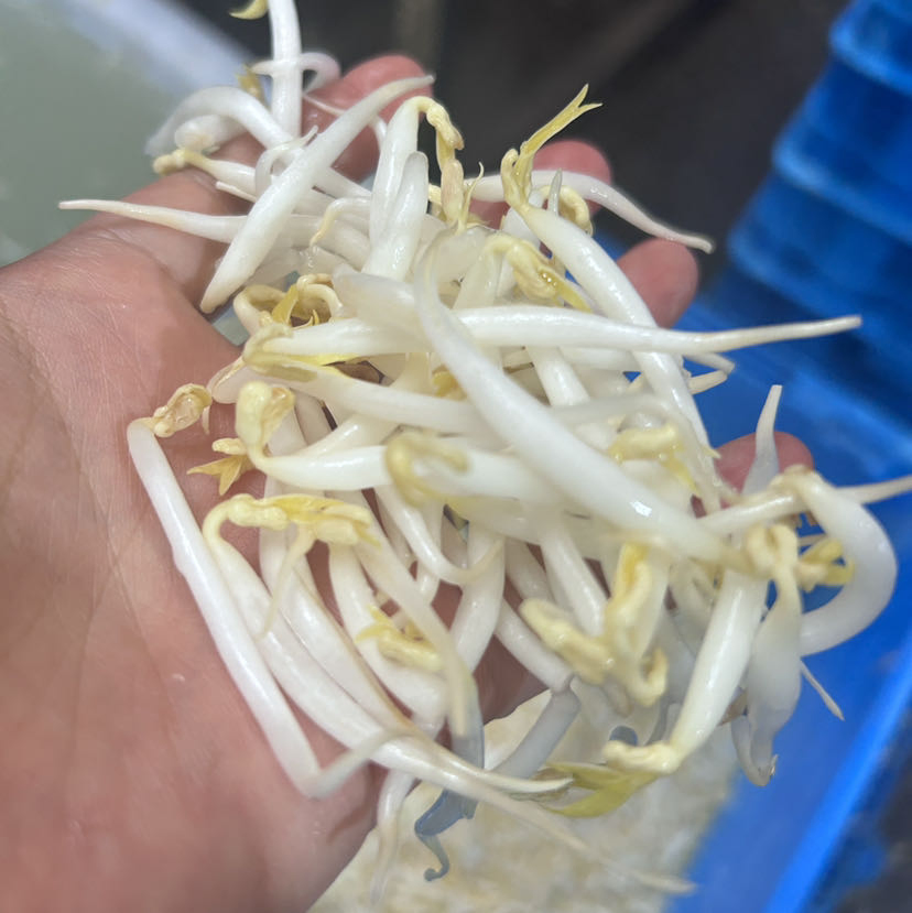 Automatic Bean Sprout Growing and Sprouting Machine for Home and Commercial Use