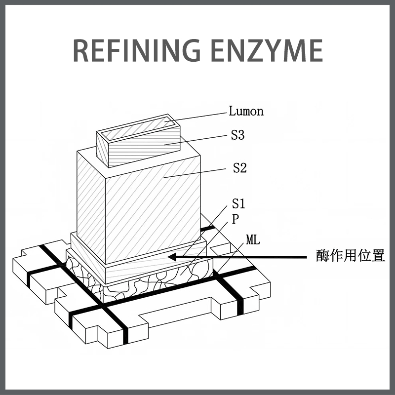 Papermaking Refining Enzyme, Easy to Separate and Refine Fibers