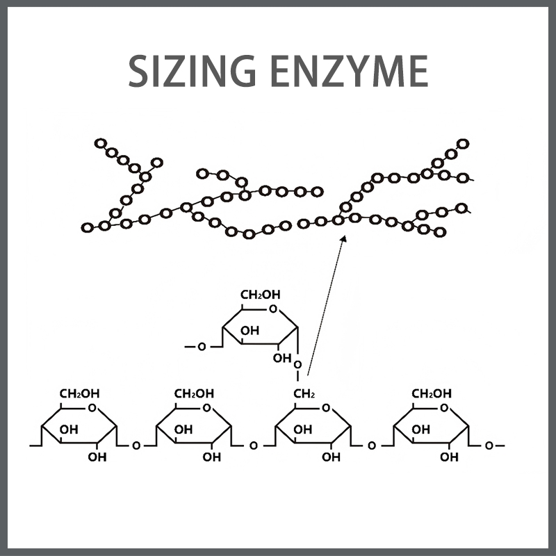 Sizing Enzyme