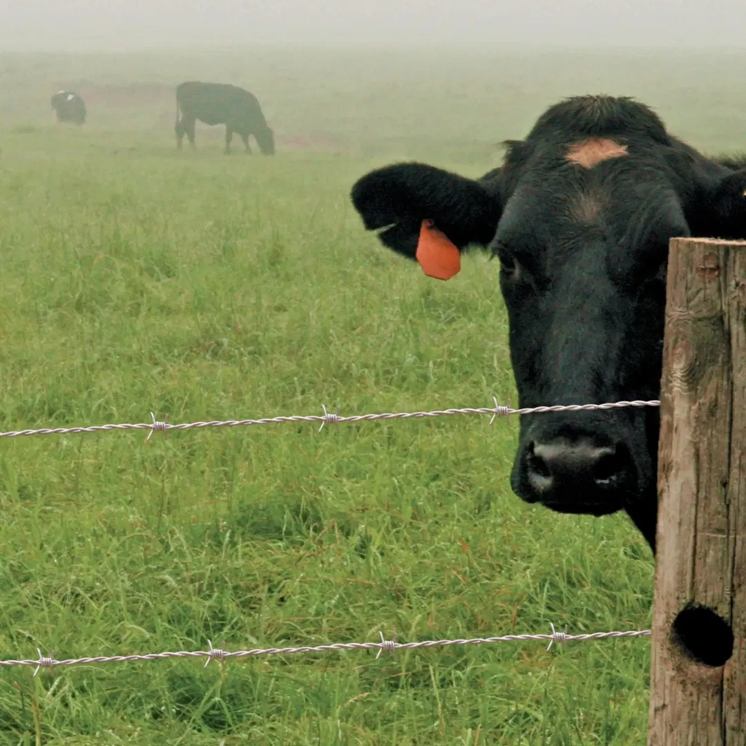 Galvanized Steel Cattle Fencing Mesh for Farm and Livestock Control