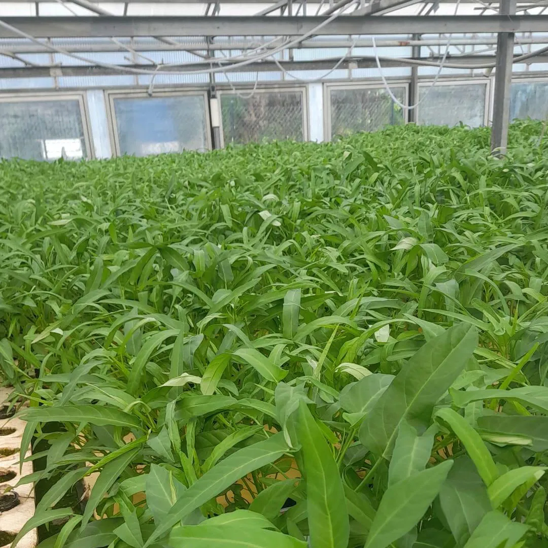 Hydroponics Floating Raft for Water Spinach Growing