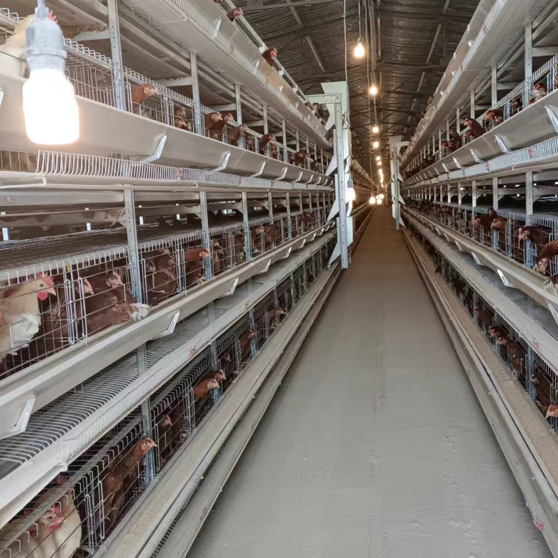 Automatic Egg Chicken Breeding Equipment H-Type Poultry Equipment Battery Chicken Cage