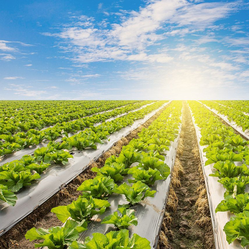 Pellicola pacciamante per agricoltura in plastica nera/trasparente/argentata, film pacciamante idratante