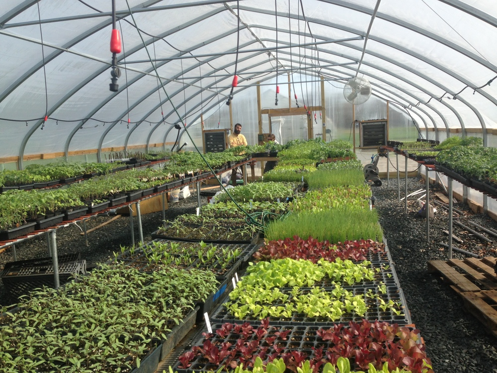 Multi Span Film Greenhouse Vegetable Greenhouse
