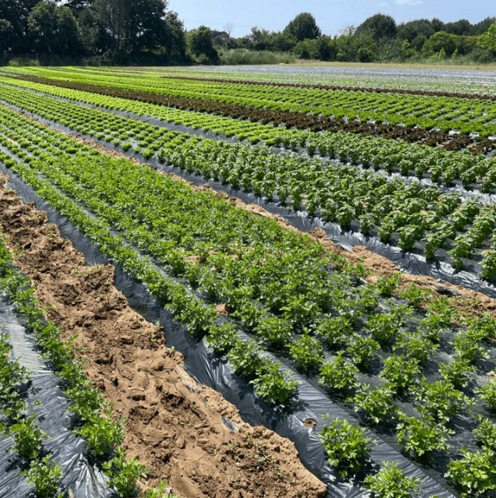 Film pacciamante agricolo in plastica argentata e nera da 10-40 micron