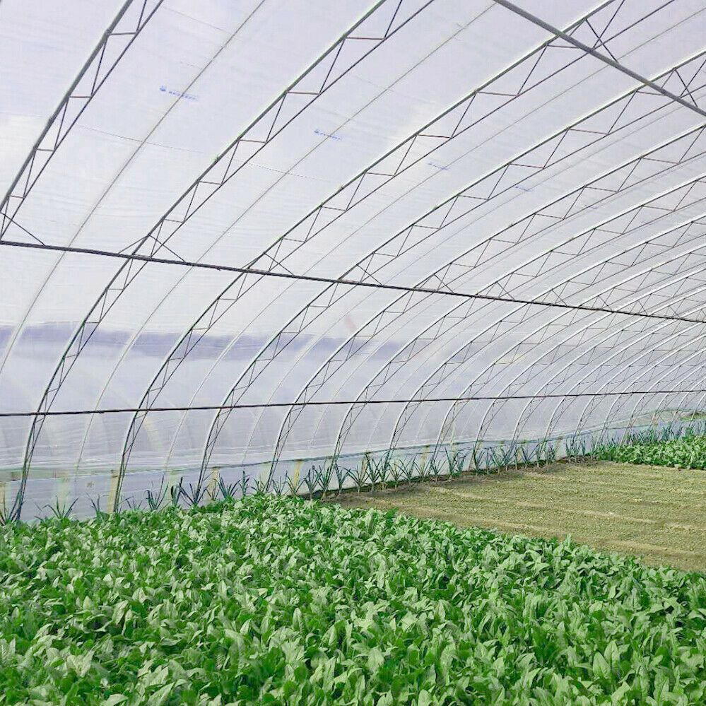 Film per serre in polietilene PE a campata unica per l'agricoltura