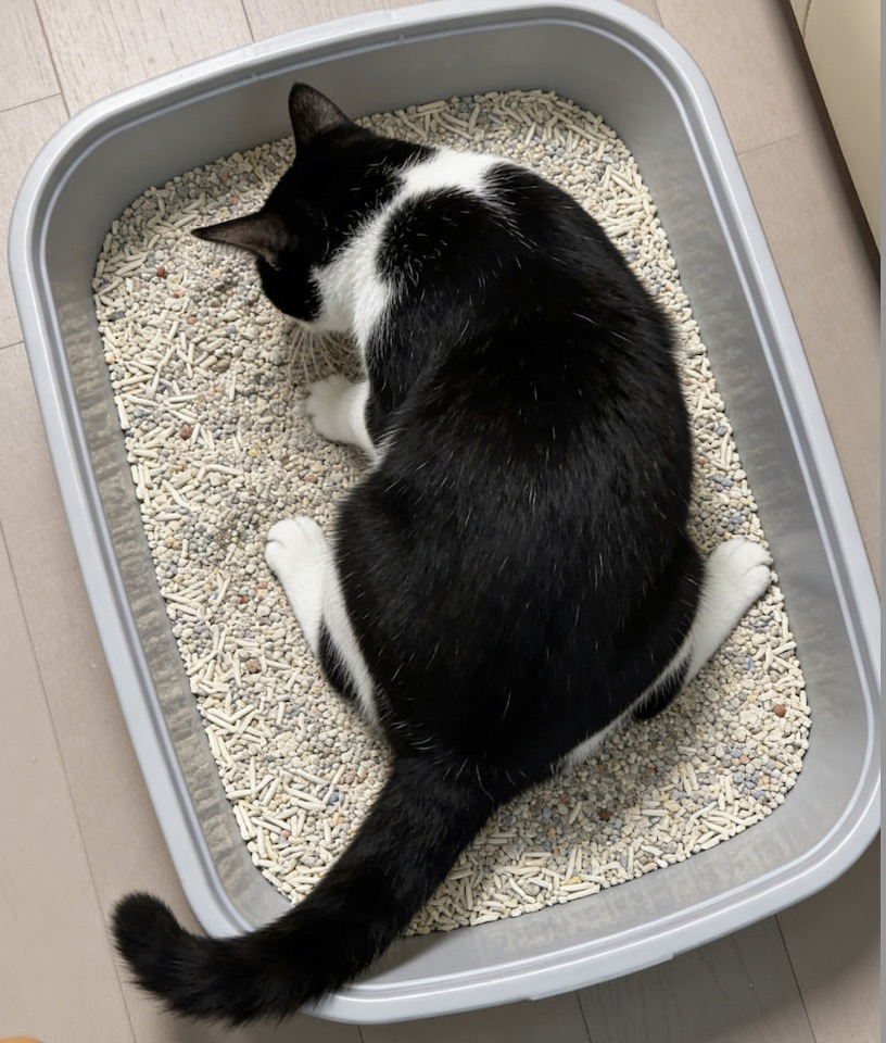 Customized Cat Litter