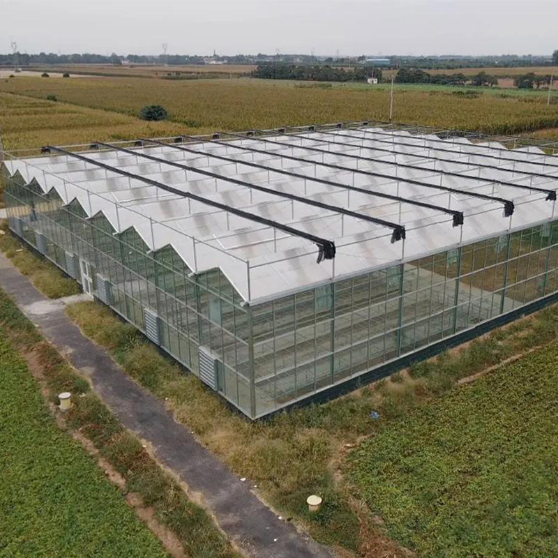 Industrial Glass Greenhouse with AI Climate and LED Spectrum for Pepper Production