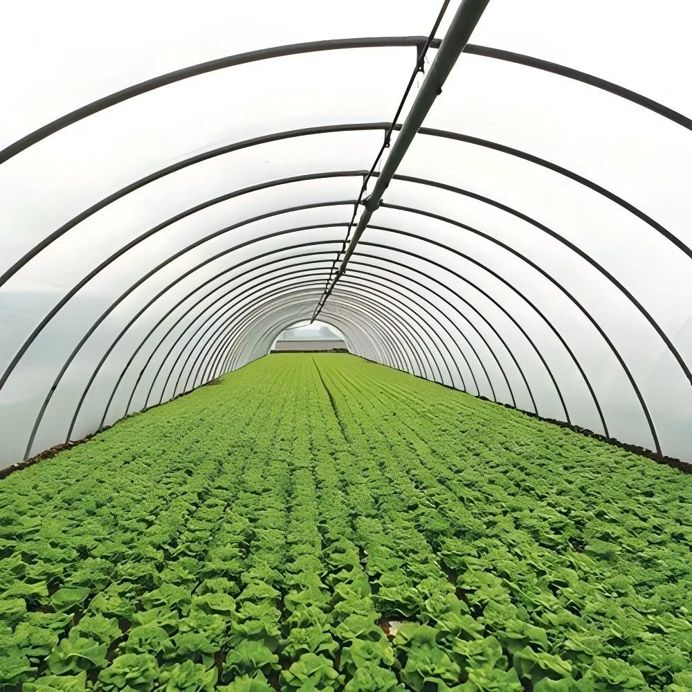 Film plastico in PE speciale per serra singola per pomodori e fragole in serra agricola