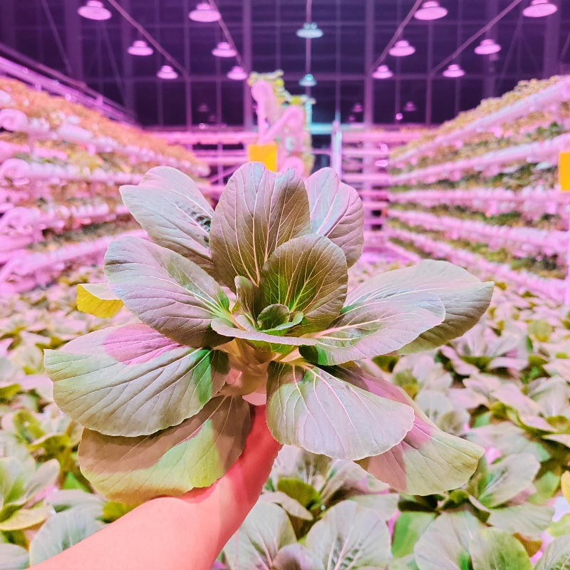 UFO Round Lamp for Indoor Farming Light Supplementary for Modern Agriculture