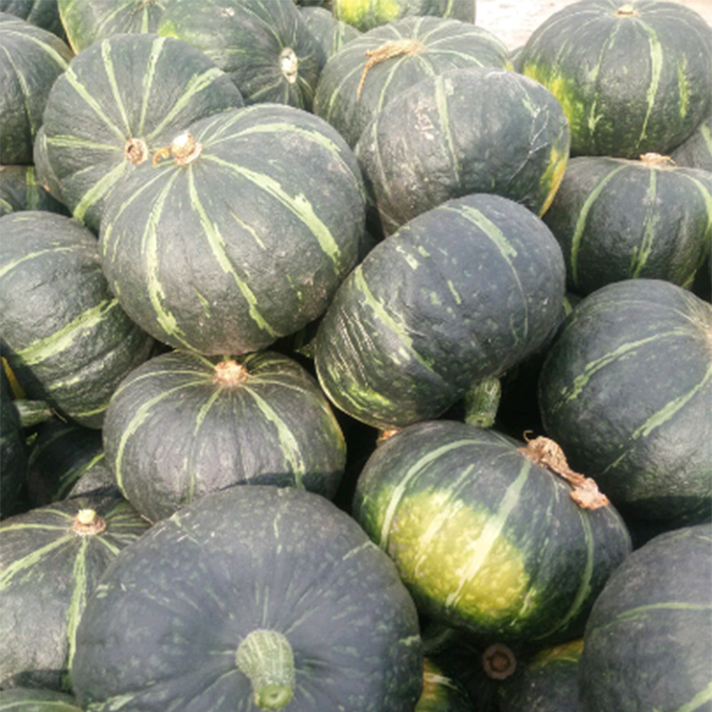 Precision Cultivated Compact Mini Smooth Dense Powdery Flesh Sweet Taste Fresh Beibei Pumpkin